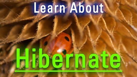 hibernate in tagalog|How to say hibernate in Filipino .